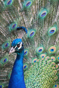 Close-up of peacock