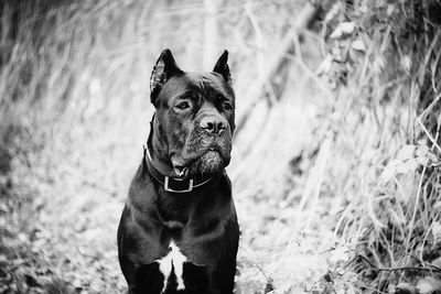 Portrait of a dog on field