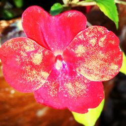 Close-up of red flower