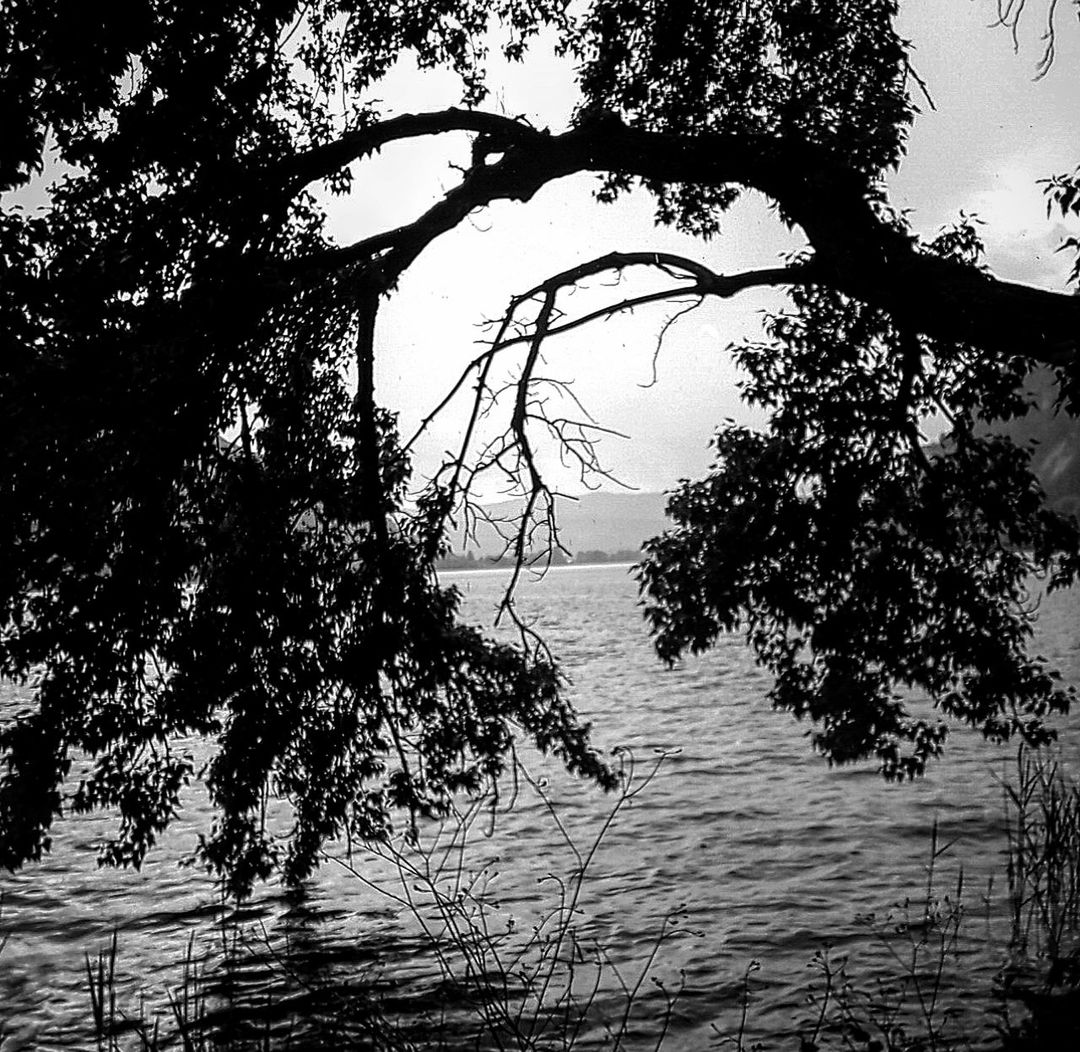 tree, branch, tranquility, growth, nature, water, sky, silhouette, tranquil scene, beauty in nature, scenics, low angle view, bare tree, no people, outdoors, tree trunk, day, lake, sunset, sunlight