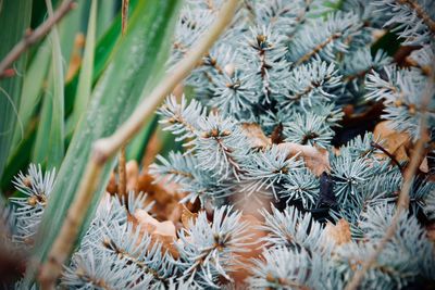 Close-up of plants