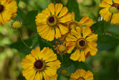 Close-up of yellow flowering plants in park