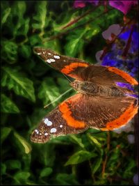 Close-up of butterfly on leaf