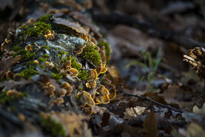 Tiny mushrooms on a tree trunk on an autumn day