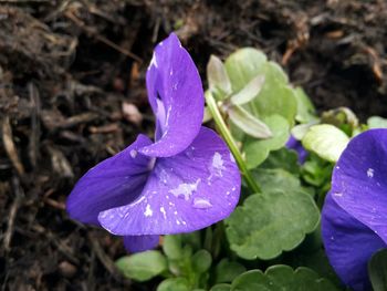 Close-up of purple flowers