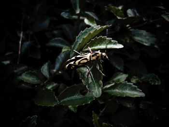 Close-up of insect on plant at night