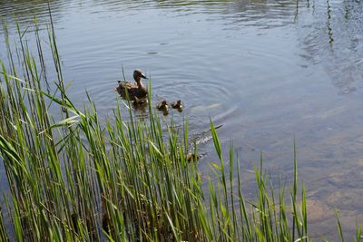 High angle view of duck swimming in lake