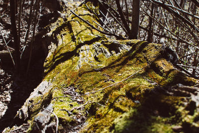Low angle view of trees in forest