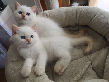 Portrait of cats relaxing at home