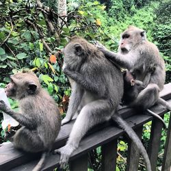 Monkey sitting on tree