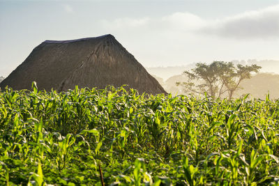 Plants growing on field against sky