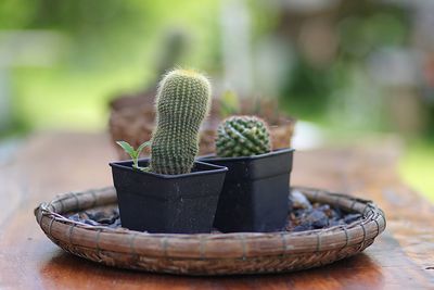 Close-up of succulent plant on table