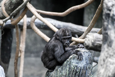 Baby gorilla sitting on tree branch in zoo