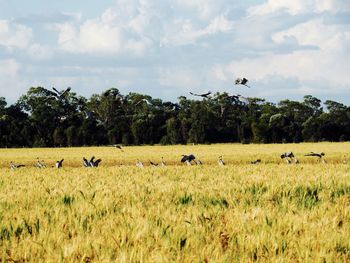 Flock of sheep on field against sky