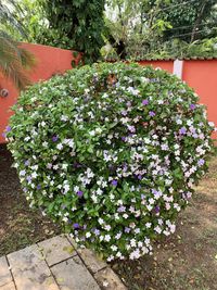 Close-up of purple flowering plants in garden