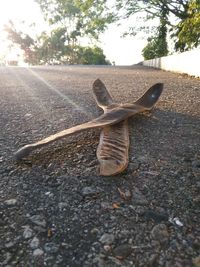 Close-up of lizard on road