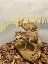 animal
