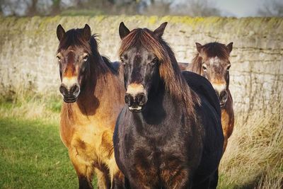 Horses standing on field by surrounding wall