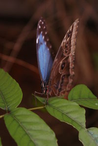 Close-up of butterfly