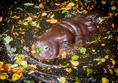 High angle view of pygmy hippo in the water