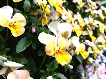 Close-up of flowers blooming outdoors