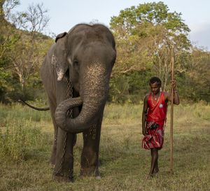 Full length of elephant standing on land