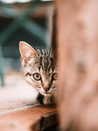 Close-up portrait of cat against blurred background