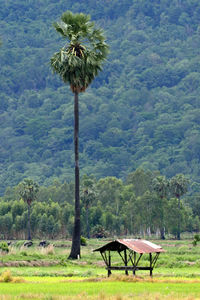 Coconut palm tree on field against mountain