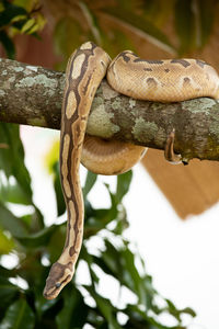 Close-up of lizard on tree