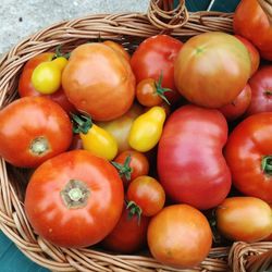 Directly above tomatoes in basket for sale