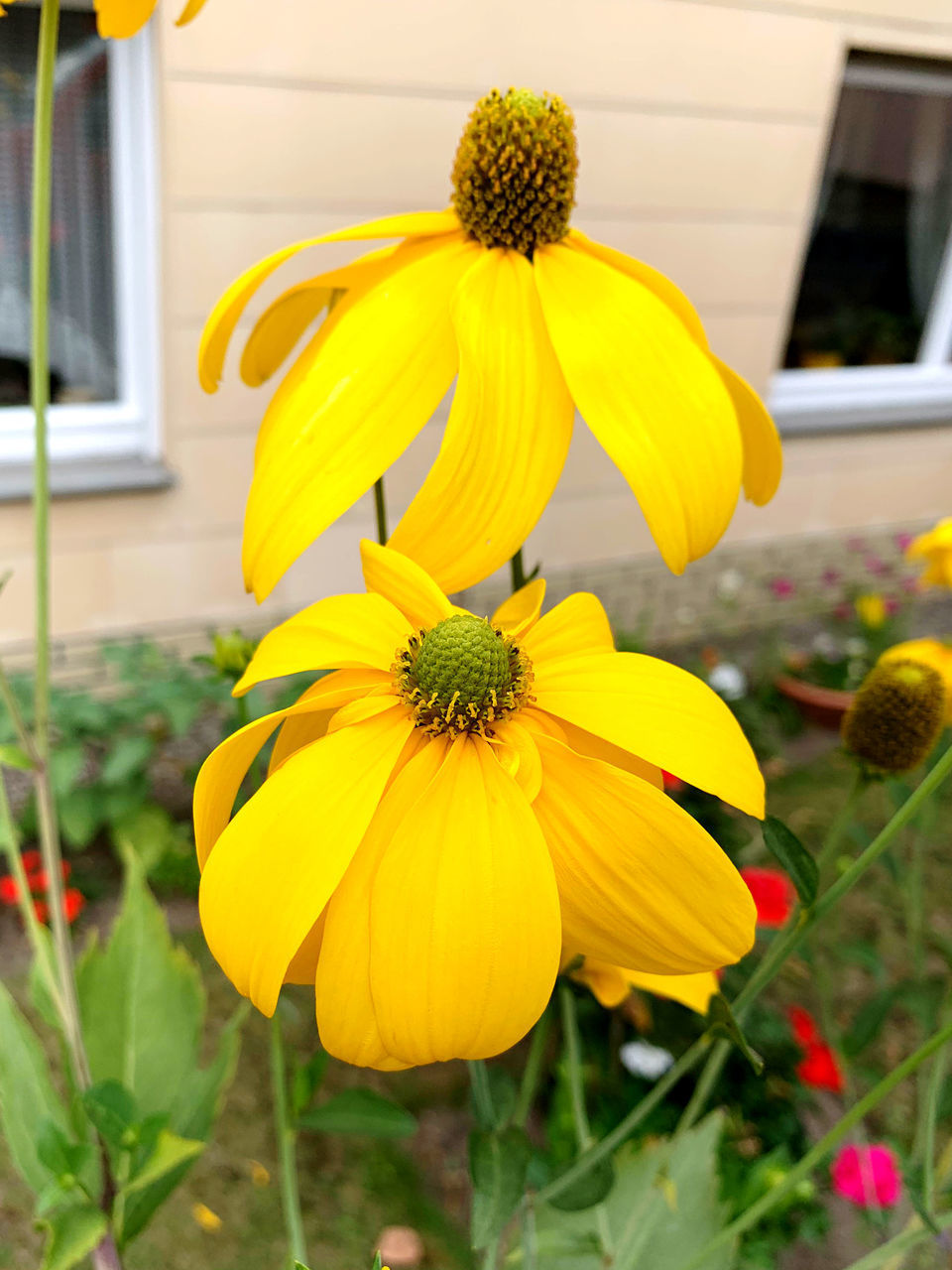 CLOSE-UP OF YELLOW FLOWER BLOOMING