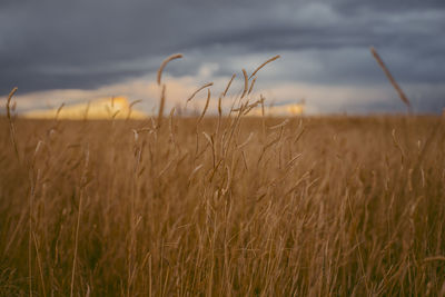 Wheat field against sky