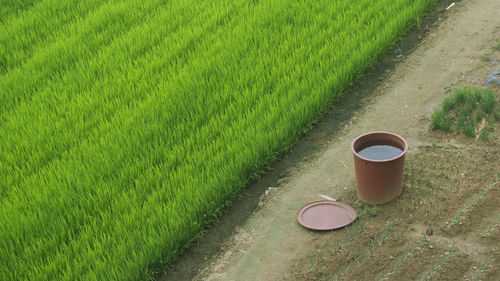 High angle view of plants growing on field