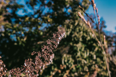 Low angle view of flowering plant against trees