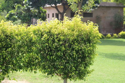 Plants and trees in park