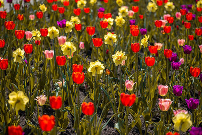 Red poppies in field