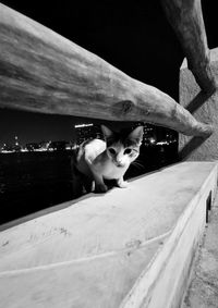 Dog looking at camera