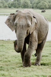 Elephant walking on field