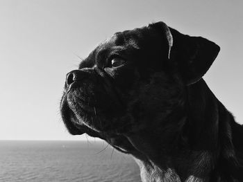 Close-up of a dog looking away against sky