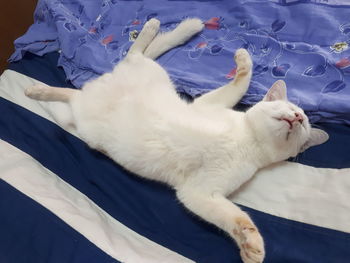 White cat resting on bed