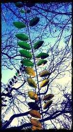 Low angle view of tree against sky