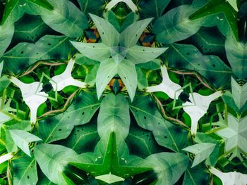 High angle view of ladybug on plant