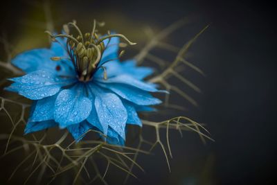 Close-up of blue flower blooming outdoors