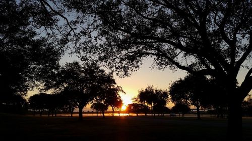 Trees on landscape at sunset