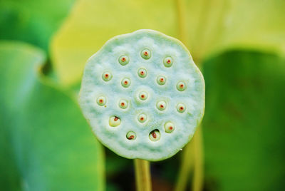 Close-up of flowers against blurred background