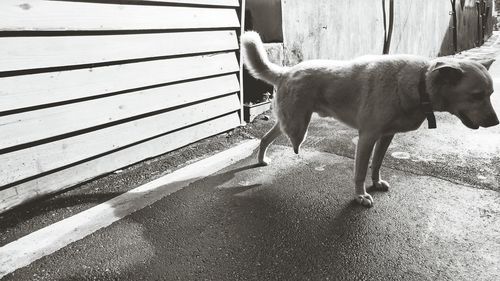 Dog walking on street