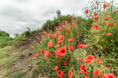Red poppies growing on field against cloudy sky