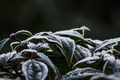 Close-up of frozen plants during winter