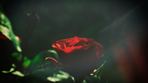 Close-up of red rose blooming outdoors