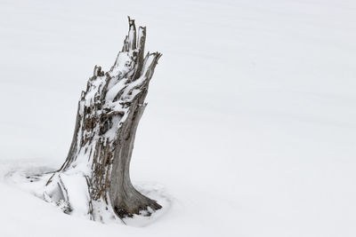 Dead tree on snow covered land